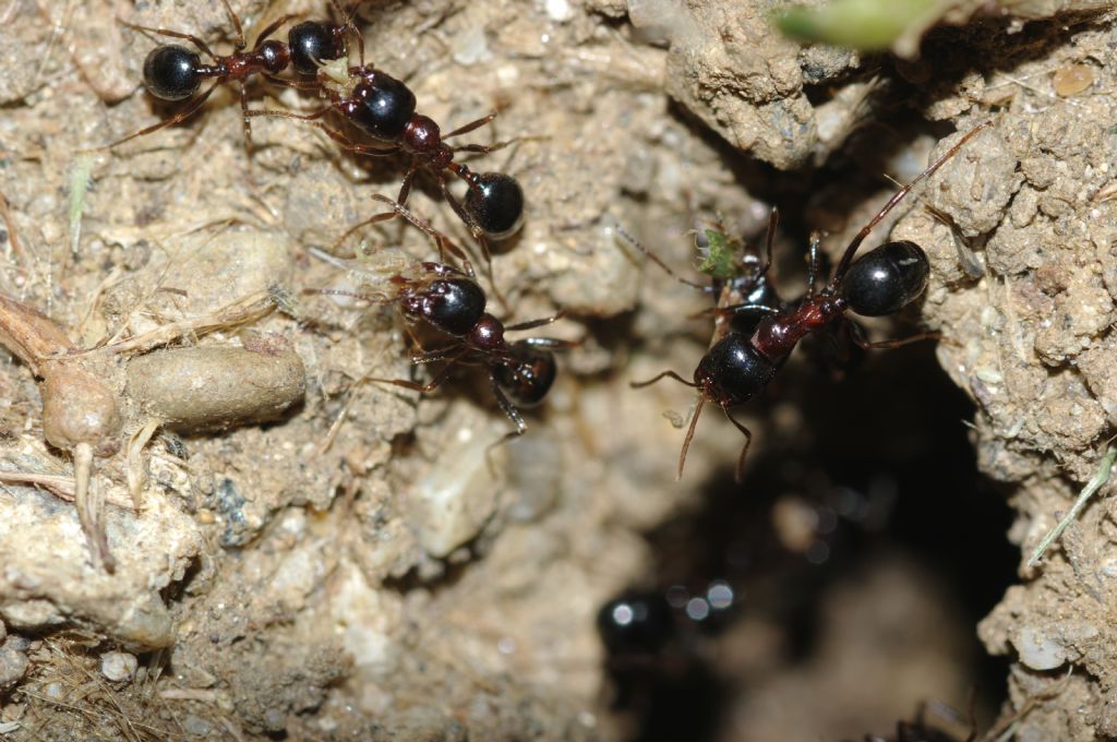 Messor wasmanni con lombrico secco